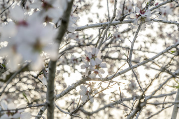 Focus on flower cluster of pale almond tree bloom on a tree branch with plenty of light behind