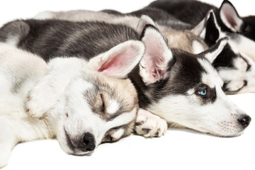 Cute Siberian husky puppies on white background.