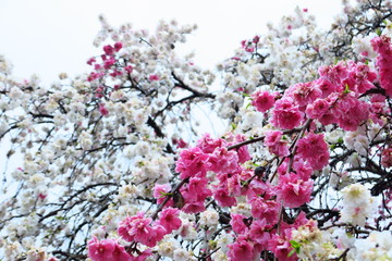 桜