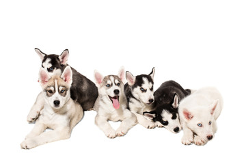 Group of happy siberian husky puppies on white background
