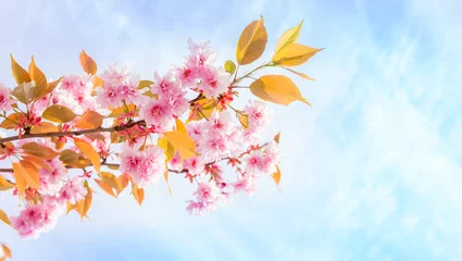 Crédence de cuisine en verre imprimé Fleur de cerisier kvist med rosa körsbärsblommor mot blå himmel