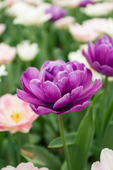lilla tulpaner i rabatt