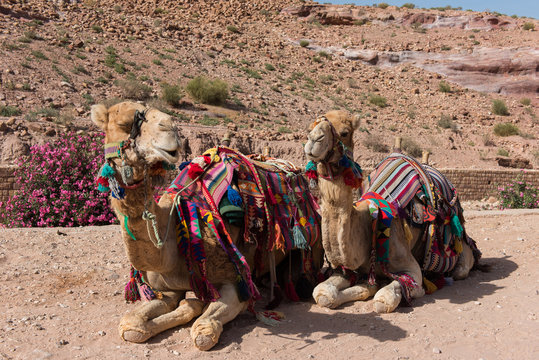 Camels resting in the desert. Petra, Jordan