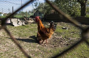 Brightly orange young cock staying on a ground in a bird's yard behind a metal grid.