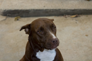 Cachorro - Pit Bull - Dog