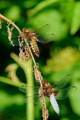 Two dragonflies sitting on a dry stalk