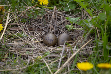 Seagull eggs  in the road edge in northern Norway
