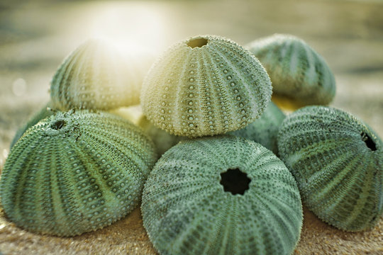 skeleton of a see urchins in shades of green color on a beach sand 