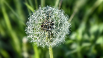 dandelion flower with seeds ball close up 
