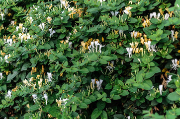 Background of wispy honeysuckle with thick green foliage and white and yellow flowers.