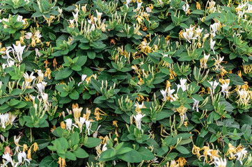 Background of wispy honeysuckle with thick green foliage and white and yellow flowers.