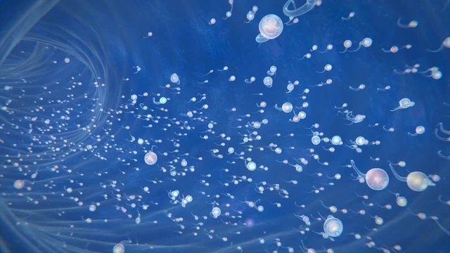 Fertilization Process Spermatozoon Fusion