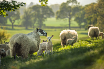 Little cute new born lambs with their mpthers sheep passing forest lit by warm sunset light....