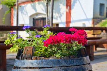 Fototapeta na wymiar Old rustic wine barrel with flowers. Wine background in Europe. Czech Republic, South Moravia. 