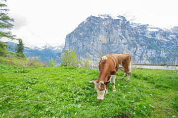 Fototapeta na wymiar A cow is eating grass on the mountain in Switzerland.