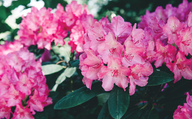 Rhododendron flower pattern.