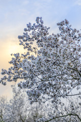Big almond tree branch in full bloom with white flowers with sunset yellow cloud and grove at background vertical