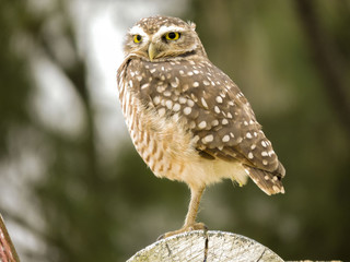 Coruja São Fransisco Do Sul