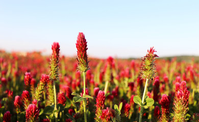 Field of flowering crimson clovers in spring landscape. Trifolium incarnatum. Beautiful red color. Idyllic view, hills, forest on the horizon. Blue sky, clouds. Full depth of field.