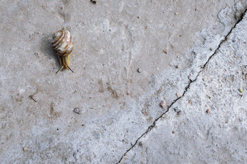 Garden snail, on the gray road top view background, creeps up, slow but sure achievement of purpose, close up