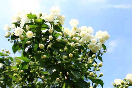 Jasmin