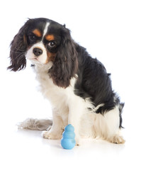 Cavalier king Charles with a kong toy