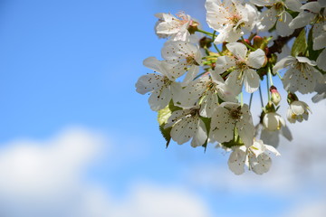 Weiße Kirschblüten vor blauen Himmel mit weißen Wolken