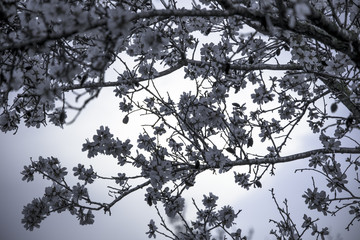 Almond tree in full blossom with white flowers background in blue monochrome tones at magic hour soft 
