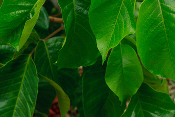 branch of green leaves of santol on sental tree plant  sandoricum koetjape
