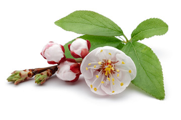Almond flower