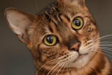 Bengalkatze