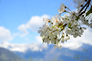 Kirschblüten vor verschneiten Bergen