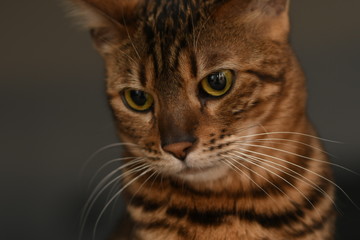 Bengalkatze