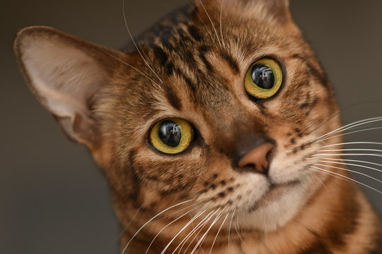 581 BEST Bengalkatze IMAGES, STOCK PHOTOS u0026 VECTORS Adobe Stock