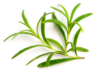 fresh herb, fresh rosemary isolated on white