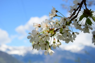 Kirschblüten vor verschneiten Südtiroler Bergen