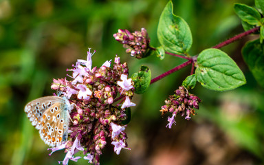 butterfly sitting on a flower closeup
