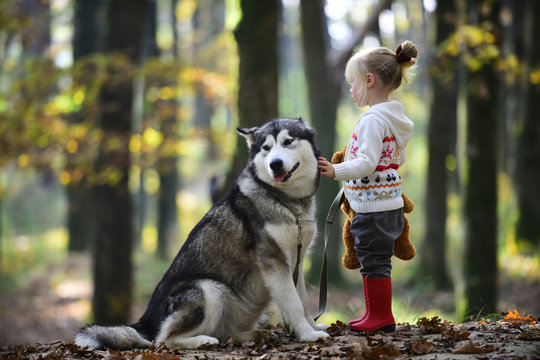 Childhood, game and fun. Red riding hood with wolf in fairy tale woods. Child play with husky and teddy bear on fresh air outdoor. Little girl with dog in autumn forest. Activity and active rest