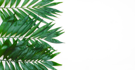 Obraz premium Palm Green Leaves Tropical Exotic Tree Isoalted on White Background. Holliday Patern Template