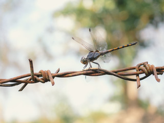 Close-up image of beautiful dragonfly sitting on rust barbed wire on blurred nature backgroud, Symbol of freedom