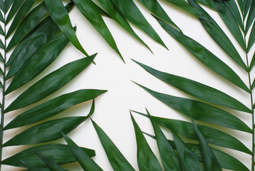 Naklejka na ściany i meble Palm Green Leaves Tropical Exotic Tree Isoalted on White Background. Holliday Patern Template