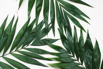 Fototapeta premium Palm Green Leaves Tropical Exotic Tree Isoalted on White Background. Holliday Patern Template