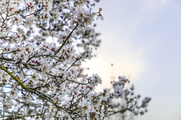 Almond tree in full white flowers blossom on left side with blue sky background copy space
