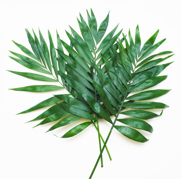 Palm Green Leaves Tropical Exotic Tree Isoalted on White Background. Square Image. Holliday Patern Template