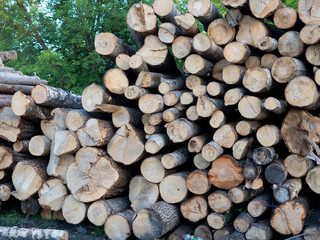Stack of freshly cut trees in a forest