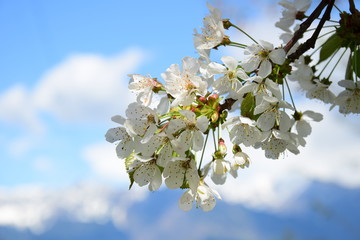 Blüten eines Kirschbaumes vor blauen Himmel
