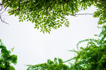 abstract, Green leaf pattern nature dark green background.