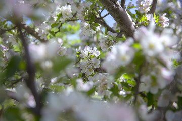 Apple Flower blooming in the garden