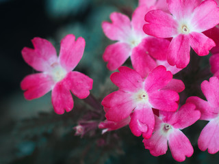 Lovely little spring red flowers . Background for your desktop or postcards