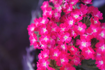 Lovely little spring red flowers . Background for your desktop or postcards